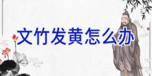 文竹发黄怎么办