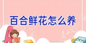 百合鲜花怎么养