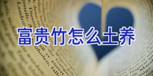 富贵竹怎么土养