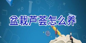 盆栽芦荟怎么养