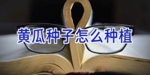 黄瓜种子怎么种植