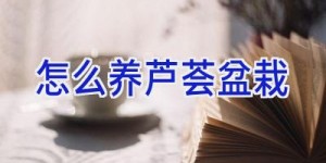 怎么养芦荟盆栽