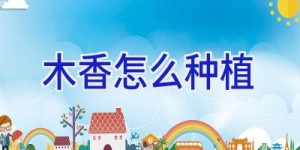 木香怎么种植