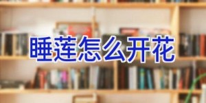 睡莲怎么开花
