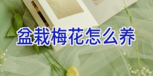 盆栽梅花怎么养