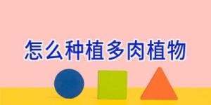 怎么种植多肉植物