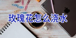 玫瑰花怎么浇水