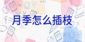 月季怎么插枝