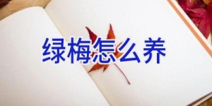 绿梅怎么养
