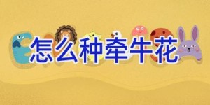 怎么种牵牛花