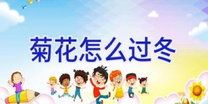菊花怎么过冬
