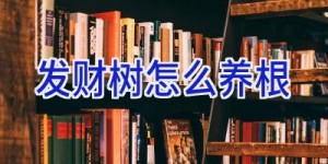 发财树怎么养根