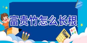 富贵竹怎么长根