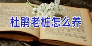 杜鹃老桩怎么养