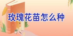 玫瑰花苗怎么种