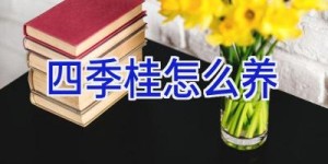 四季桂怎么养