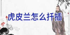 虎皮兰怎么扦插