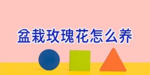 盆栽玫瑰花怎么养