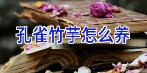 孔雀竹芋怎么养