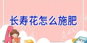 长寿花怎么施肥