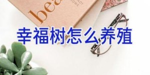 幸福树怎么养殖