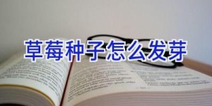 草莓种子怎么发芽