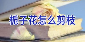 栀子花怎么剪枝