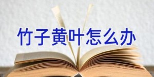 竹子黄叶怎么办