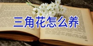 三角花怎么养