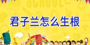 君子兰怎么生根