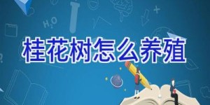 桂花树怎么养殖