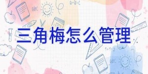 三角梅怎么管理