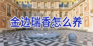 金边瑞香怎么养