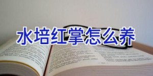 水培红掌怎么养
