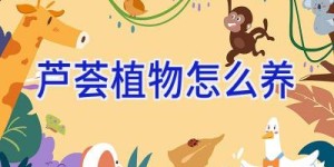 芦荟植物怎么养