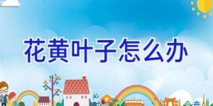 花黄叶子怎么办
