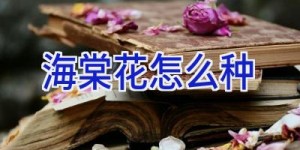 海棠花怎么种