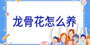 龙骨花怎么养