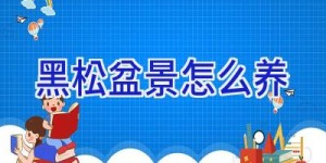 黑松盆景怎么养