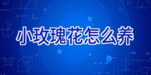 小玫瑰花怎么养