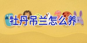 牡丹吊兰怎么养