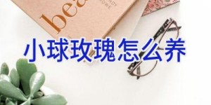 小球玫瑰怎么养