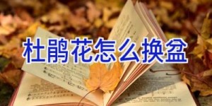 杜鹃花怎么换盆