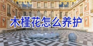 木槿花怎么养护