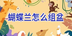 蝴蝶兰怎么组盆