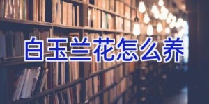 白玉兰花怎么养