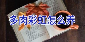 多肉彩虹怎么养