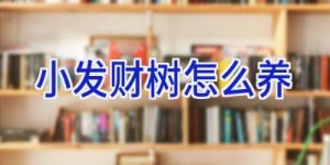 小发财树怎么养