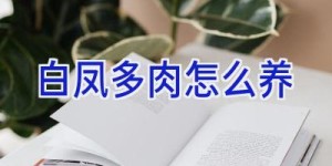 白凤多肉怎么养