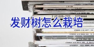 发财树怎么栽培